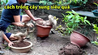 Hướng Dẫn Cách Trồng Cây Sung Siêu Quả  Cách Trồng Chuẩn Nhất [upl. by Iris149]