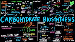 Plant Carb Biosynthesis  Carb Metabolism 08  Biochemistry  PP Notes  Lehninger 6E 203 amp 204 [upl. by Tteve]