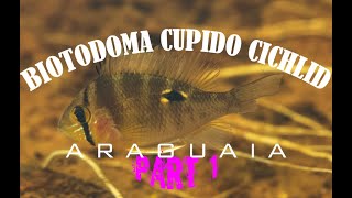 BIOTODOMA cupido CUPID CICHLIDS in Nature  Rio ARAGUAIA PART 1 [upl. by Lowson]