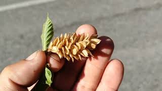 Ostrya carpinifolia  edible Hop Hornbeam seeds surrounded by itching powder [upl. by Esnahc]