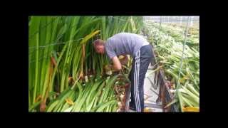 Cutting Amaryllis leaves [upl. by Islek]