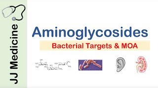 Aminoglycosides  Bacterial Targets Mechanism of Action Side Effects [upl. by Annohsal]