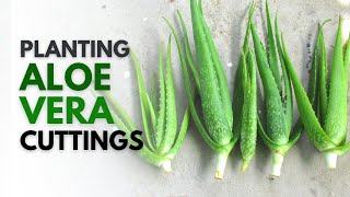 How To Plant Aloe Vera From A Cutting [upl. by Enhpad]