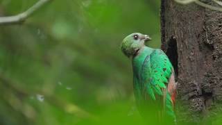 Resplendent Quetzal [upl. by Socin523]