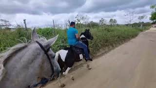 Manga Larga Marchador Pampa de Preto heterozigoto filho do Elfo e Tintura [upl. by Esidnac806]