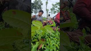 Tea leaf cutting machine  tea cutting machine sortvideo farming teaharvester cuttingmachine [upl. by Anaujait]