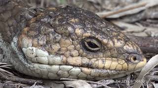 Bobtailed Lizard and Tiger Snake ilmed at Bibra Lake Western Australia [upl. by Guttery776]