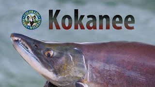 Colorados Kokanee Salmon Spawn [upl. by Hanley]