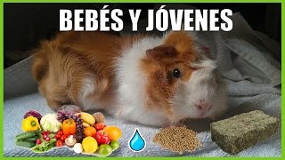 ALIMENTACIÓN COBAYA BEBE Y JOVEN  QUÉ DEBEN COMER EN SUS PRIMEROS MESES DE VIDA Y LO QUE NO DEBEN [upl. by Atiuqin]