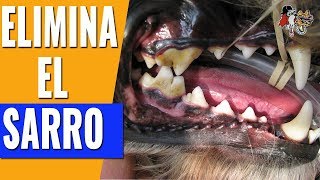 CÓMO QUITAR EL SARRO A TU PERROSARRO EN PERROS [upl. by Sivi]