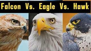 Falcon Vs Eagle Vs Hawk Full Video Whats the Difference [upl. by Barram713]