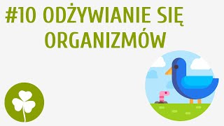 Odżywianie się organizmów 10  Przyroda wokół mnie [upl. by Inava]