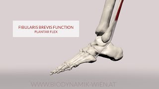 Fibularis Brevis Function Plantarflexion 3D Animation [upl. by Werra]