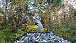 Tufted Titmice [upl. by Rana]