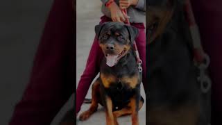 Husky vs German Shepherd RottweilerTibetan mastiff bite force comparison shorts ytshorts viral [upl. by Sawyor]