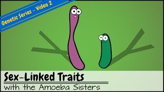 Punnett Squares and SexLinked Traits OLD VIDEO [upl. by Kcired840]