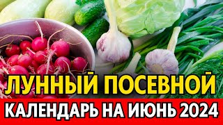 Когда сеять сажать в ИЮНЕ Лунный посевной календарь на июнь 2024 календарь огородника [upl. by Esened]