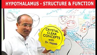 Hypothalamus  Structure and Function  Neuroanatomy [upl. by Yaker]