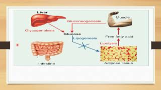 Regulation of Blood Glucose  Glucose Homeostasis  Biochemistry [upl. by Richia707]