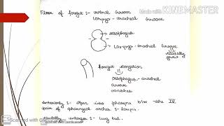 Respiratory System Embryology [upl. by Ainel]