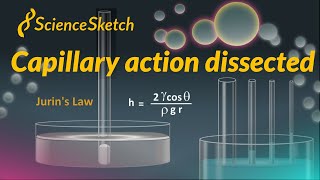 Capillary action dissected [upl. by Dogs605]