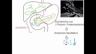 CORSO DI MICROBIOLOGIA ALIMENTARE  LEZIONE 7  COME I BATTERI COLONIZZANO IL TRATTO ALIMENTARE [upl. by Latricia421]