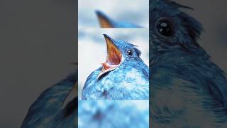 the sound of these birds 💀🐦 viralshort memes skull viralvideo foryou viralshorts [upl. by Nyliac]