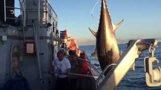 Ловля огромного Тунца 145 кг Thunnus fishing [upl. by Ravo]