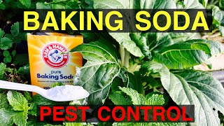 SUPER PEST CONTROL For YOUR GARDEN [upl. by Nerwal]