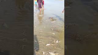 Sutlej River of Pakistan 🐠🐠🐟🐟🐟🐟🇵🇰🐟 🇵🇰 🇵🇰🇵🇰 fishing 👍😂👍👍 [upl. by Undry]