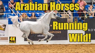 Scottsdale Arabian Horse Show Liberty Run Finals [upl. by Inoek]