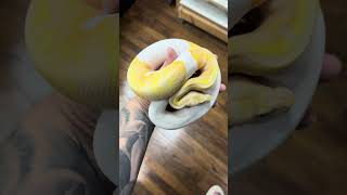 This albino pied is just GLOWING 🤩 reptiles ballpython fyp snake [upl. by Akenehs]