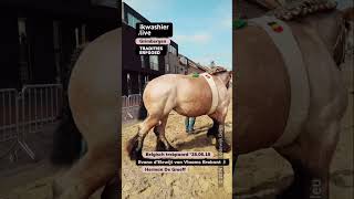 Belgisch trekpaard Evana dElewijt van Vlaams Brabant  Herman De Greeff shorts horse cheval [upl. by Yenattirb]