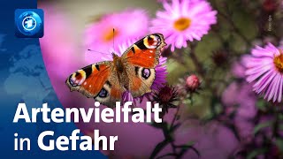 Biodiversität Artenvielfalt in Deutschland geht laut Bericht weiter zurück [upl. by Etnaik]