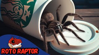 What Big Spiders Are in Australia [upl. by Abernathy]