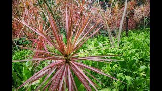 Dracaena Marginata Caring Instructions  Dragon Tree [upl. by Atteloiv]