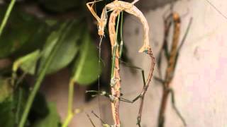 Nuichua rabaeyae quotNui Chuaquot  a recently described phasmid species from Vietnam [upl. by Llennahc]