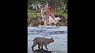 EURASIAN LYNX VS CANADIAN LYNX EDIT 1V1EDITS [upl. by Dirfliw]