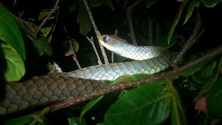 Cobra cipó chironius exoletus [upl. by Narton]