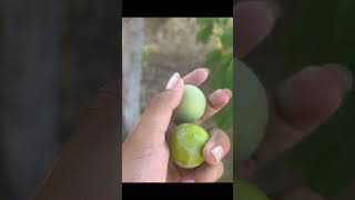 GREENGAGE PLUM HARVEST harvest fruit fy garden gardening fruittree growyourown fresh fyp f [upl. by Onej144]