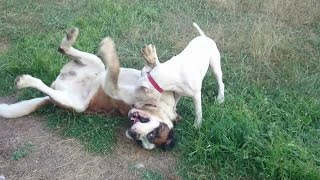 Saint Bernard vs Dogo Argentino [upl. by Jehial]