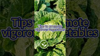 Tips to promote vigorous vegetables shortvideo plants garden youtubeshorts agriculture video [upl. by Einniw659]