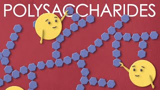 Polysaccharides the large carbohydrates you want to meet [upl. by Euqinue707]