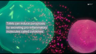 Influence of tumorassociated macrophages on pyroptotic cell death in breast cancer [upl. by Azne]