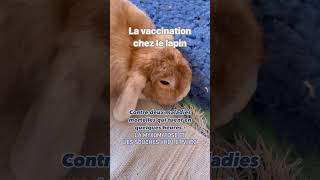 VACCINATION CHEZ LE LAPIN [upl. by Simetra]