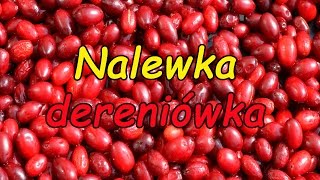 Nalewka dereniówka [upl. by Gnes989]