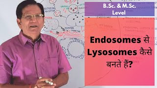 How Are Lysosomes Formed from Endosomes  BSc amp MSc Level [upl. by Comethuauc697]