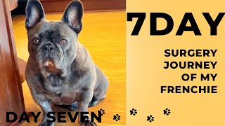 7 Day Surgery Journey of my FrenchieDay Seven [upl. by O'Hara]