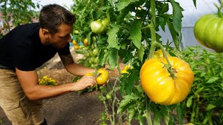 How to Prune Tomatoes for Maximum Harvest [upl. by Llecrad393]