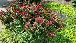 How to Identify and Treat Rose Rosette Disease [upl. by Lewin]